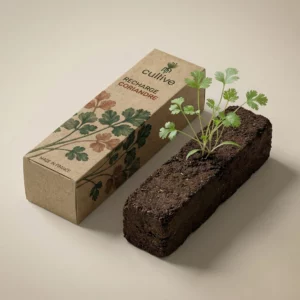 Jeune pousse de coriandre sur sa motte de terre avec la boîte de recharge Cultive.