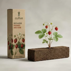 Plant de fraises des bois avec fruits rouges poussant sur une motte de terreau Cultive.