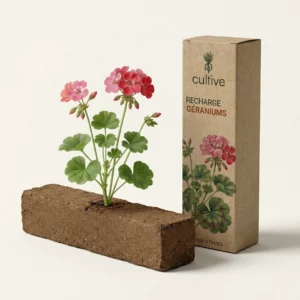 Magnifique géranium aux fleurs roses et rouges sur sa motte de culture Cultive.